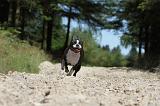 BOSTON TERRIER 023